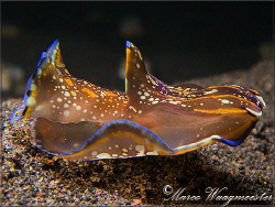 Head Shield Slug (Philinopsis cyanea) at Puri Jati, Bali ... by Marco Waagmeester 